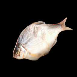 Niloticus