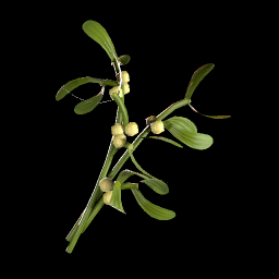 Mistletoe