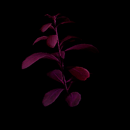 Night Lotus