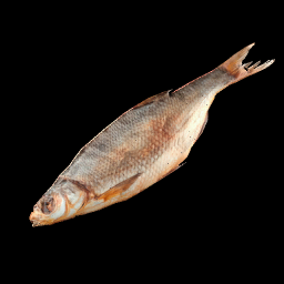 Rainbow Trout