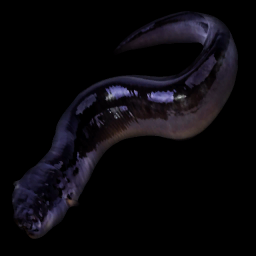 Sabuthi Eel