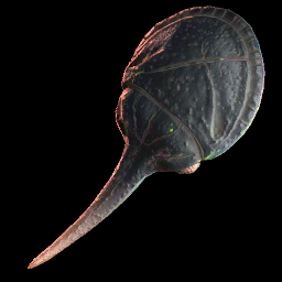 Carpace Shield