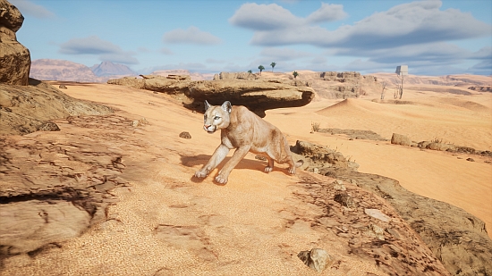Ready to pounce.
